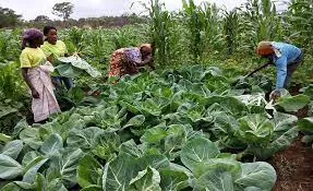 Agricultura em Angola
