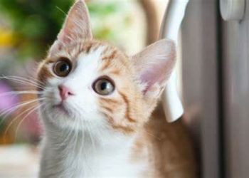 Porque as crianças devem crescer com os animais