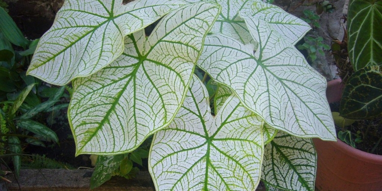 Regue as plantas com esta bebida popular .