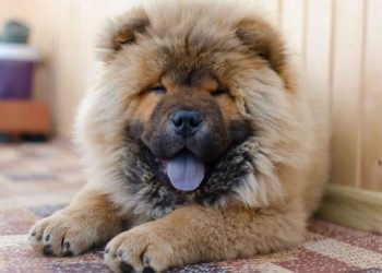 As raças de cães ideais para cada signo