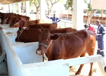 Feira Agropecuária da Huíla