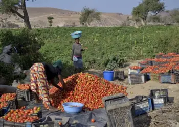 Praga “Tuta Absoluta”