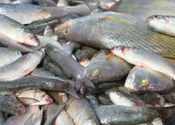 Falta de Peixe em Cabinda