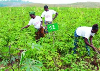 Produção Nacional em Benguela