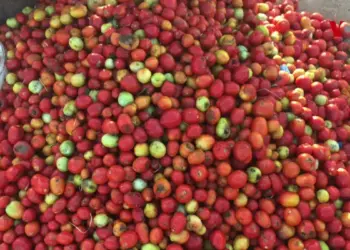 Praga da “Tuta” no Namibe