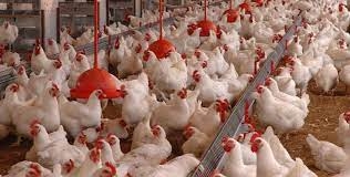 Avicultura em Angola