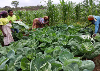Desenvolvimento Sustentável em Angola