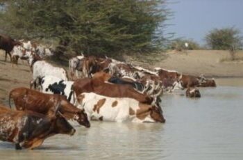 Falta de Financiamento na Huíla