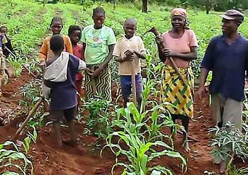 Agricultura familiar/Luanda