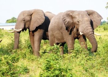 Lavras no Cunene e Huíla