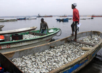 Pesca não declarada