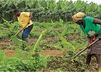 Agropecuária na Funda
