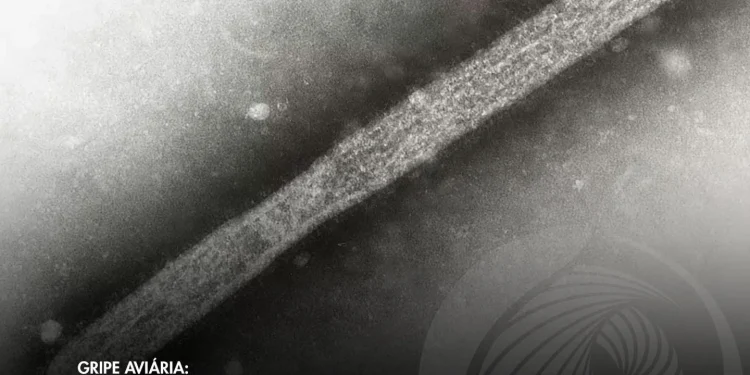 Reino Unido prepara-se para uma possível pandemia com a compra de 5 milhões de vacinas.