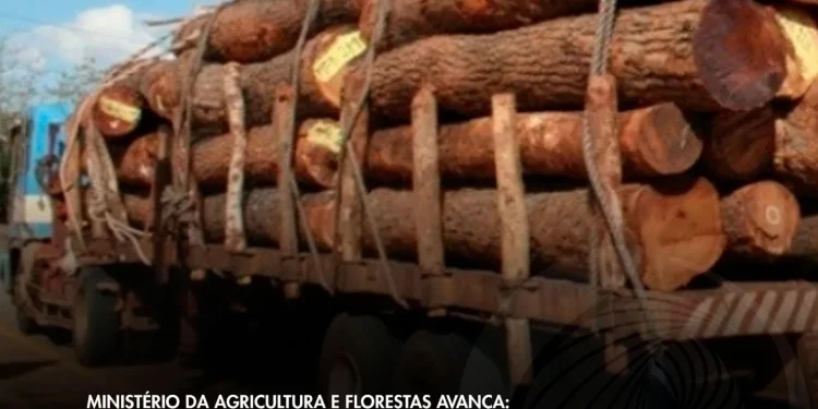 “Angola perde muito dinheiro na exportação de madeira”