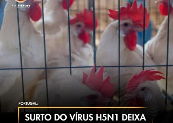 Surto do vírus H5N1 deixa Lisboa em estado de alerta