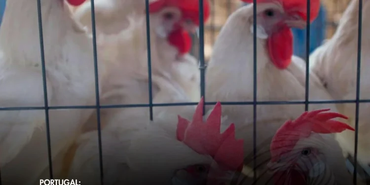 Surto do vírus H5N1 deixa Lisboa em estado de alerta