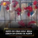 Surto do vírus H5N1 deixa Lisboa em estado de alerta