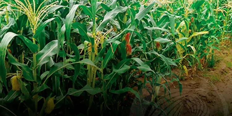 Menongue regista aumento da produção de milho e feijão