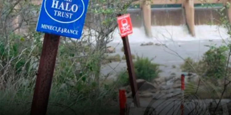 Tribunal de Benguela ordena reintegração de mais de 100 mulheres sapadoras da “Halo Trust”