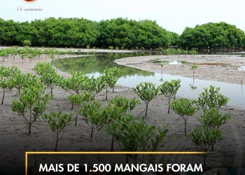 Mais de 1.500 mangais foram plantados no Ramiros