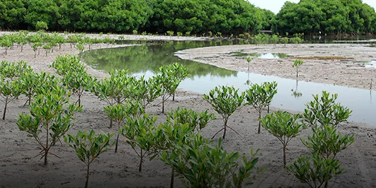 Mais de 1.500 mangais foram plantados no Ramiros
