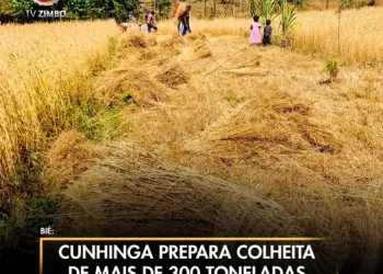Cunhinga prepara colheita de mais de 300 toneladas de trigo