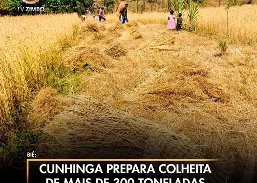 Cunhinga prepara colheita de mais de 300 toneladas de trigo