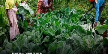 Governo disponibiliza 144,8 milhões de dólares para reabilitação de infra-estruturas agrícolas