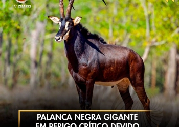 Palanca Negra Gigante em perigo crítico devido à caça furtiva